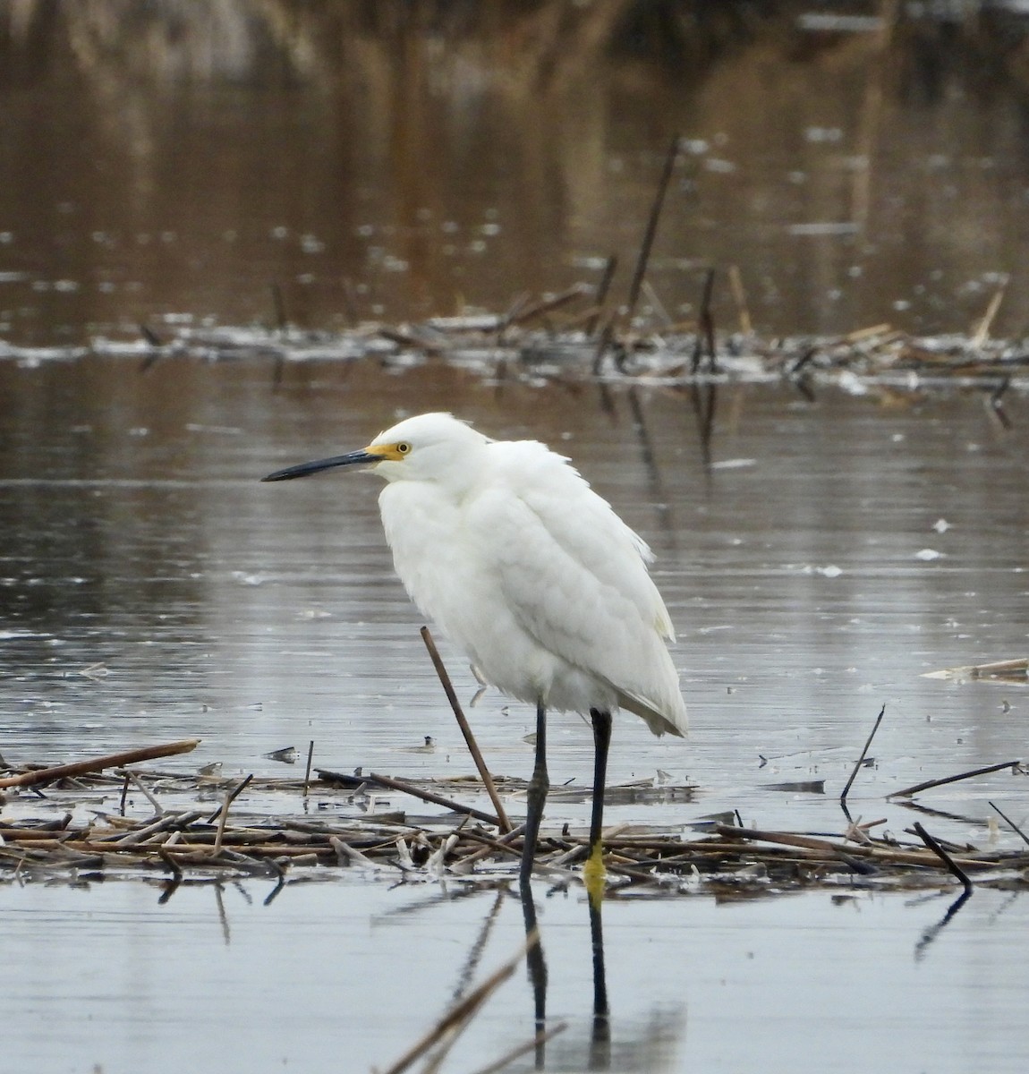 Snowy Egret - ML649153078