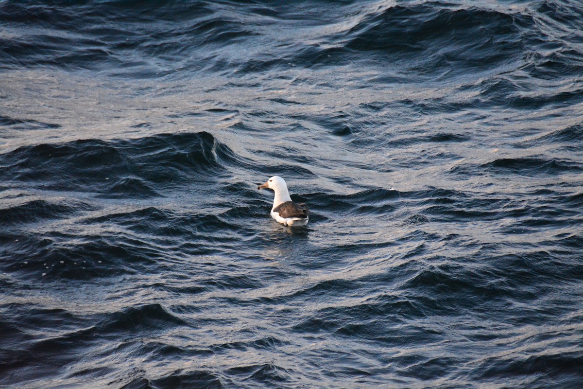 Schwarzbrauenalbatros - ML649153244