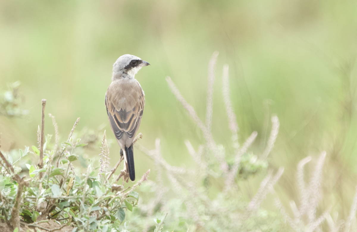 ťuhýk středoafrický - ML649153289