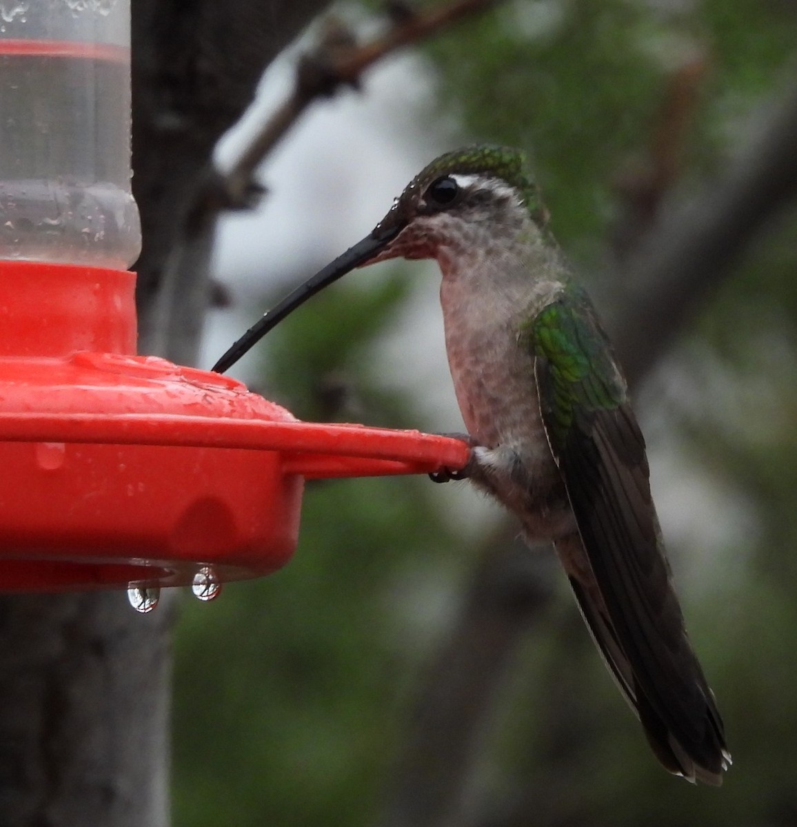 Колібрі-герцог північний - ML649153355