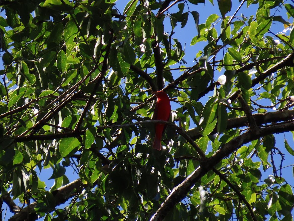 להבית אדומה - ML649153392