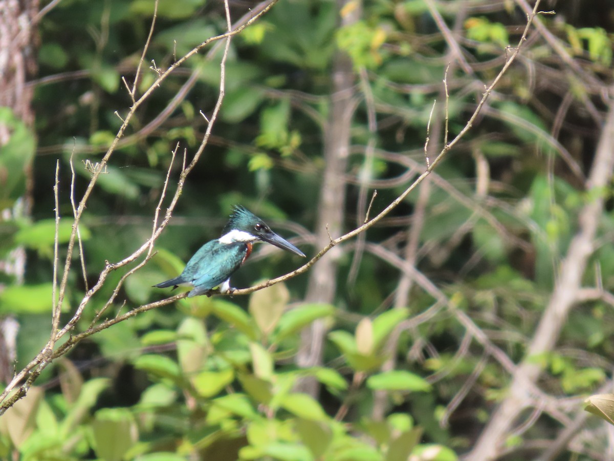 Amazon Kingfisher - ML649153517