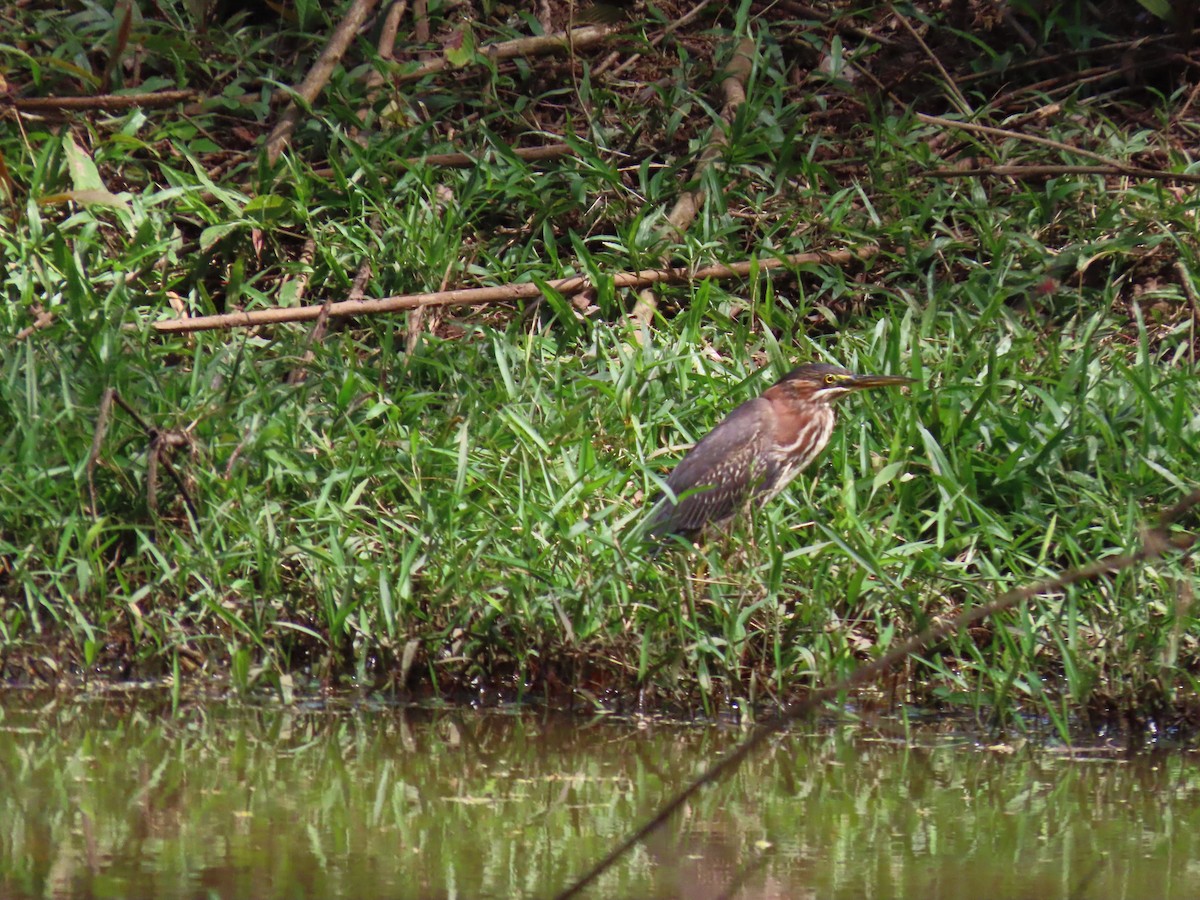 אנפית ירוקה - ML649153527