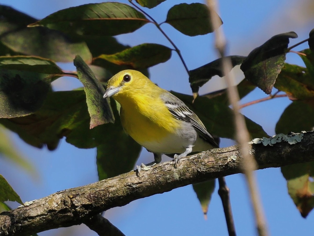 ויראו צהוב-גרון - ML649153621