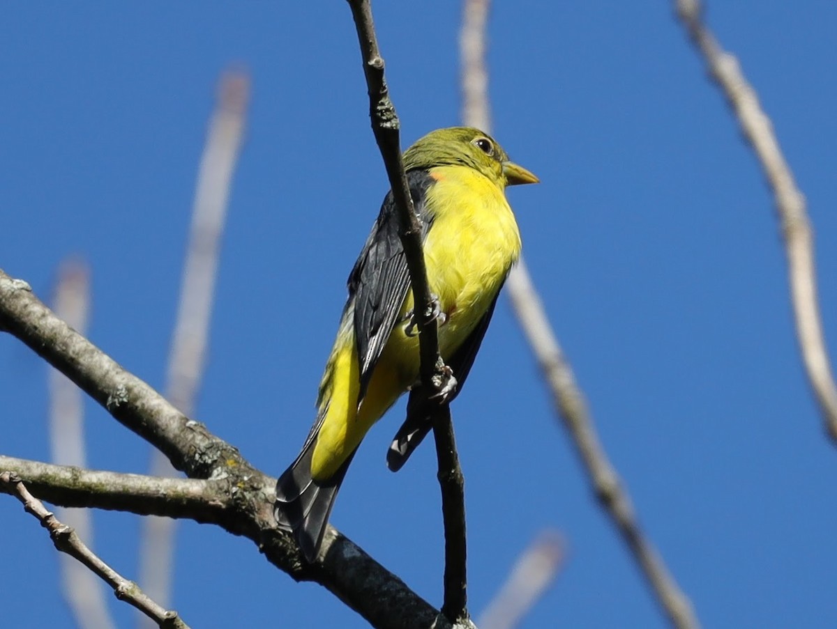 Scarlet Tanager - ML649153637