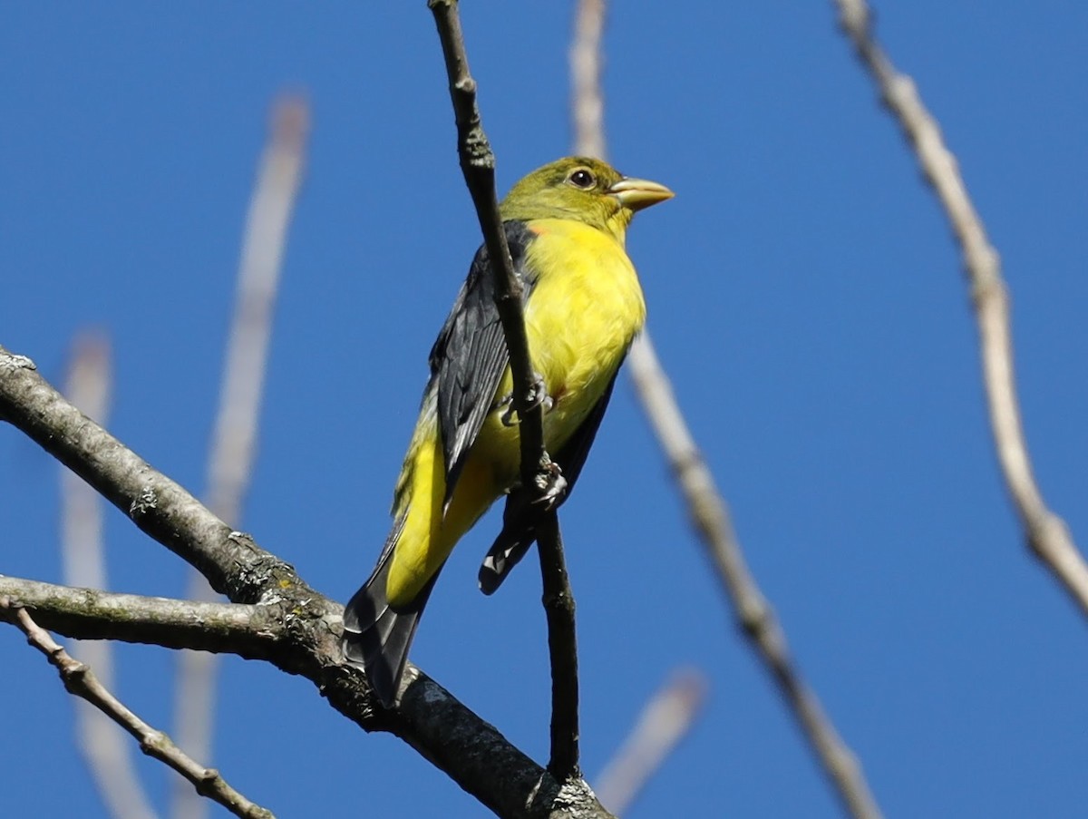 Scarlet Tanager - ML649153638