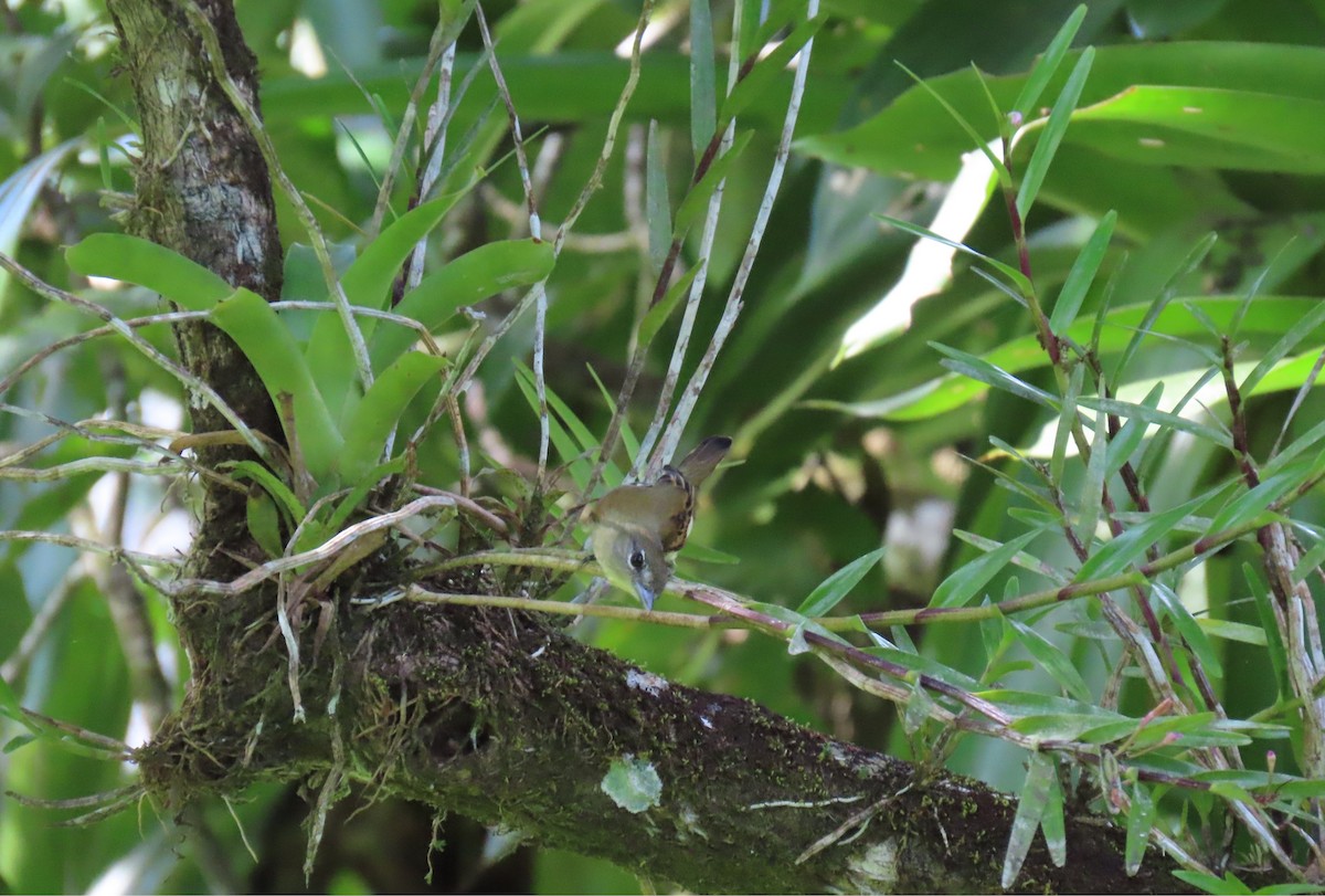 White-winged Becard - ML649153714