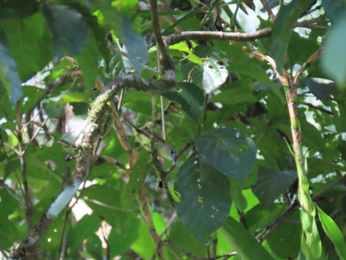 White-winged Becard - ML649153773