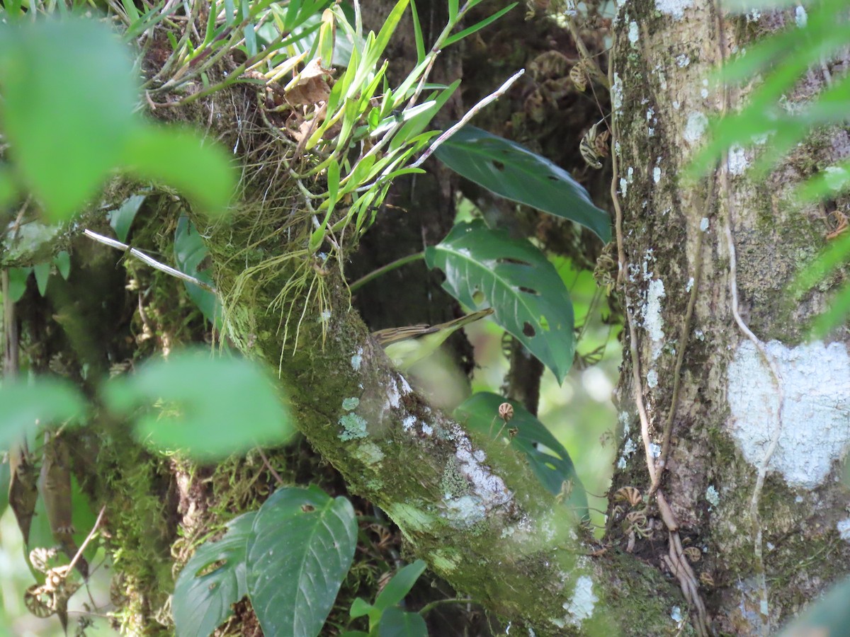 White-winged Becard - ML649153806