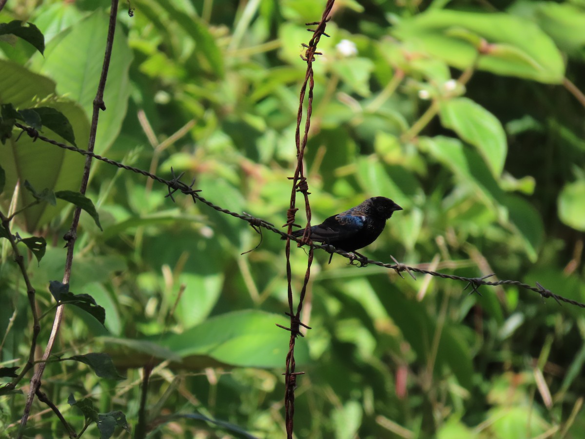 Blue-black Grassquit - ML649153919