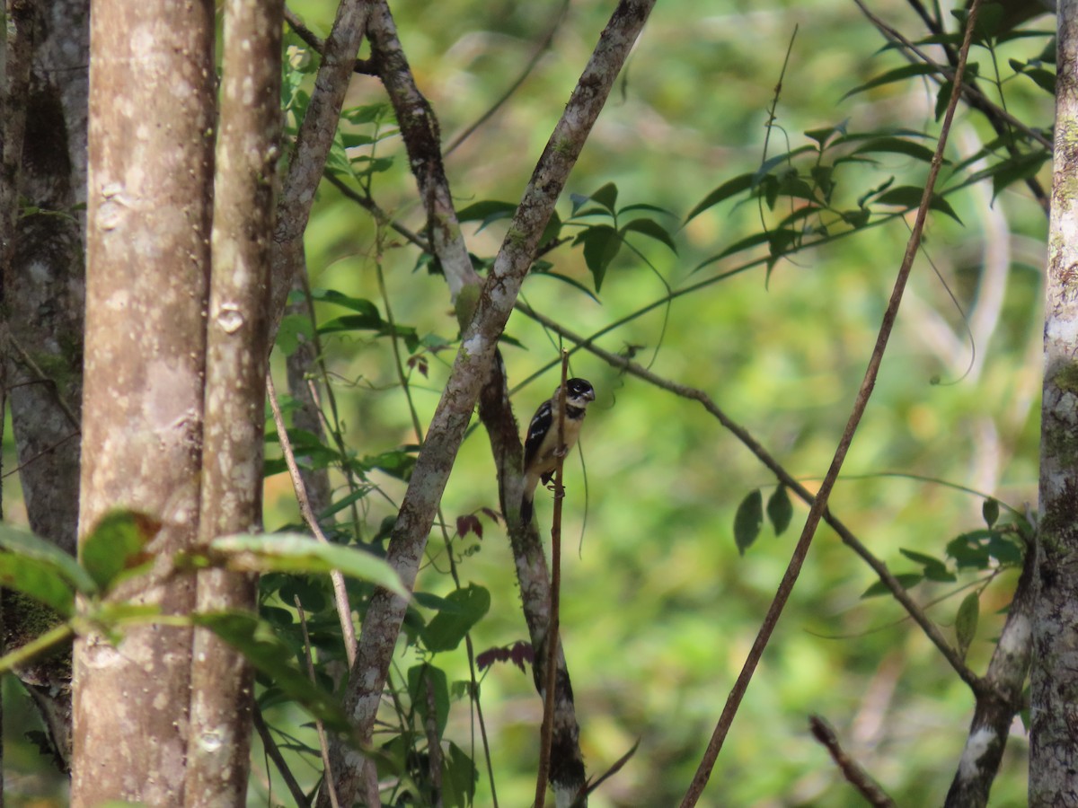 Morelet's Seedeater - ML649153998