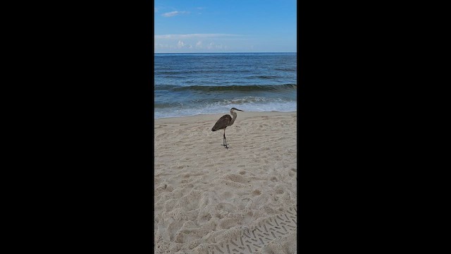 Great Blue Heron (Great Blue) - ML649154081