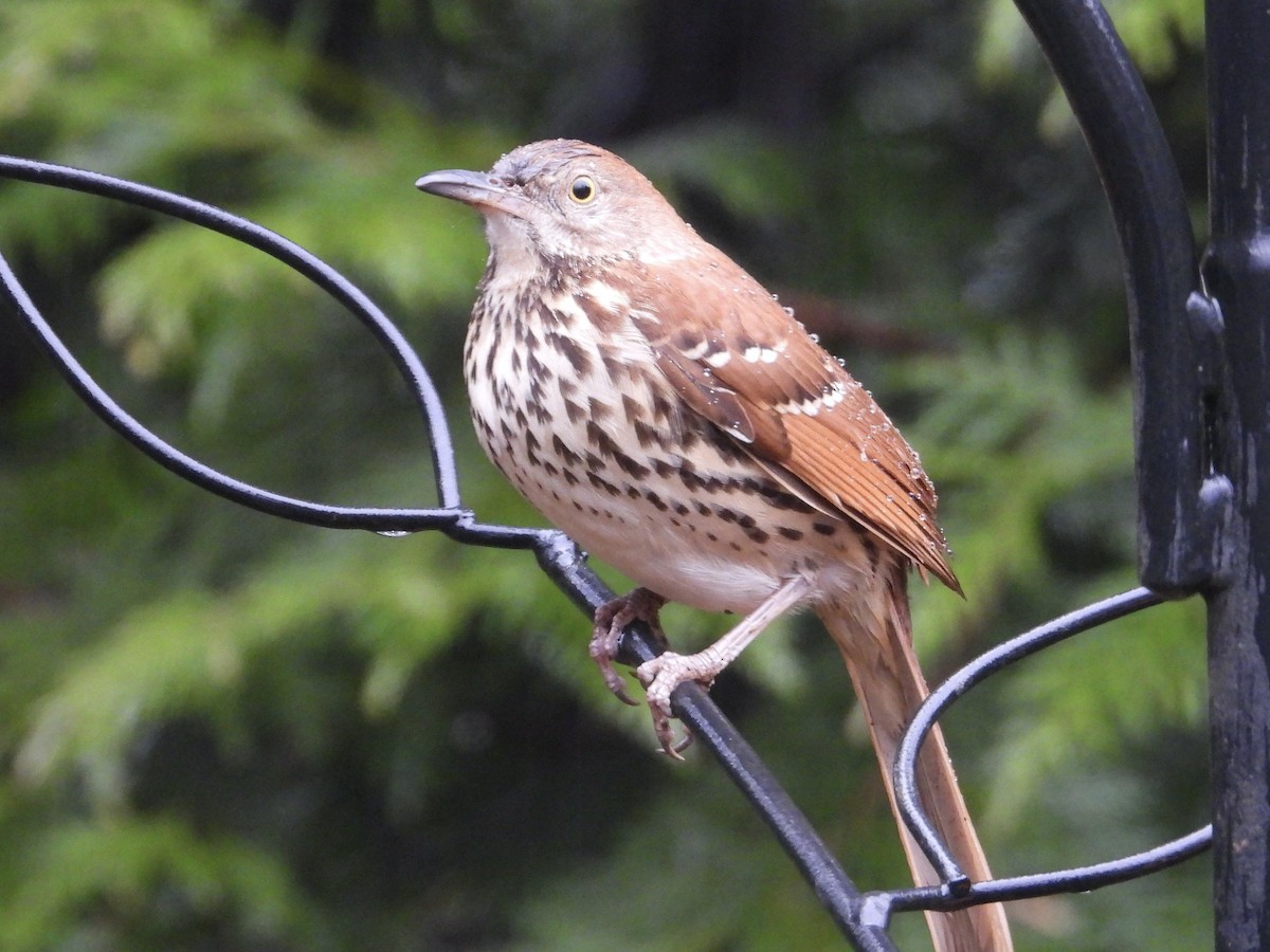 Moqueur roux - ML649154249