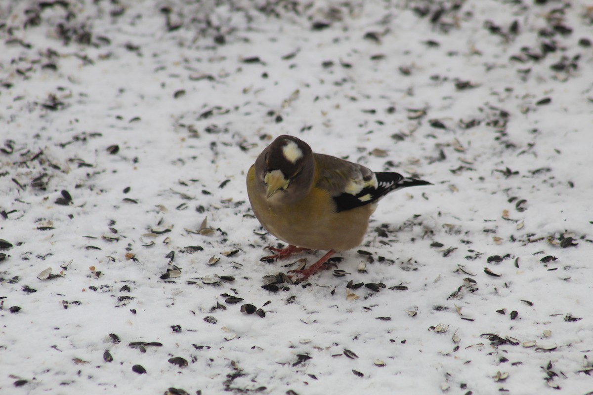 Кіпаль жовтобровий - ML649154341