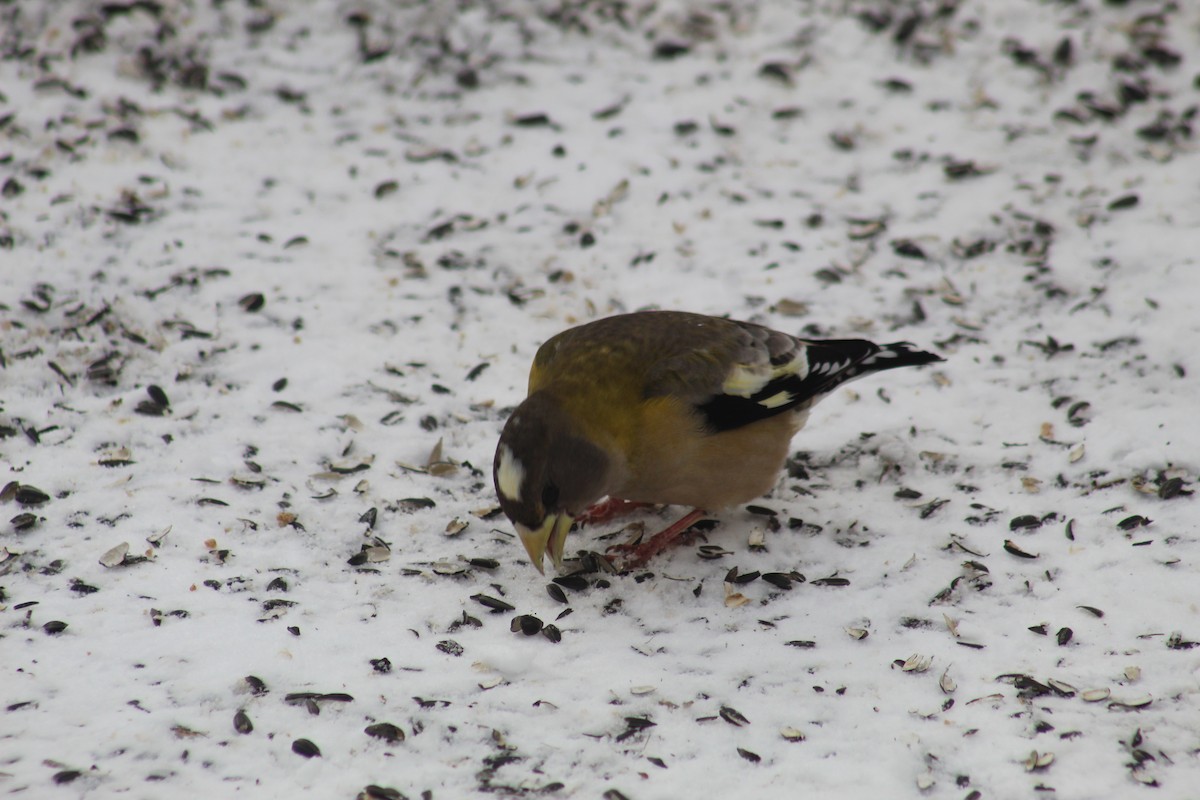 Кіпаль жовтобровий - ML649154380