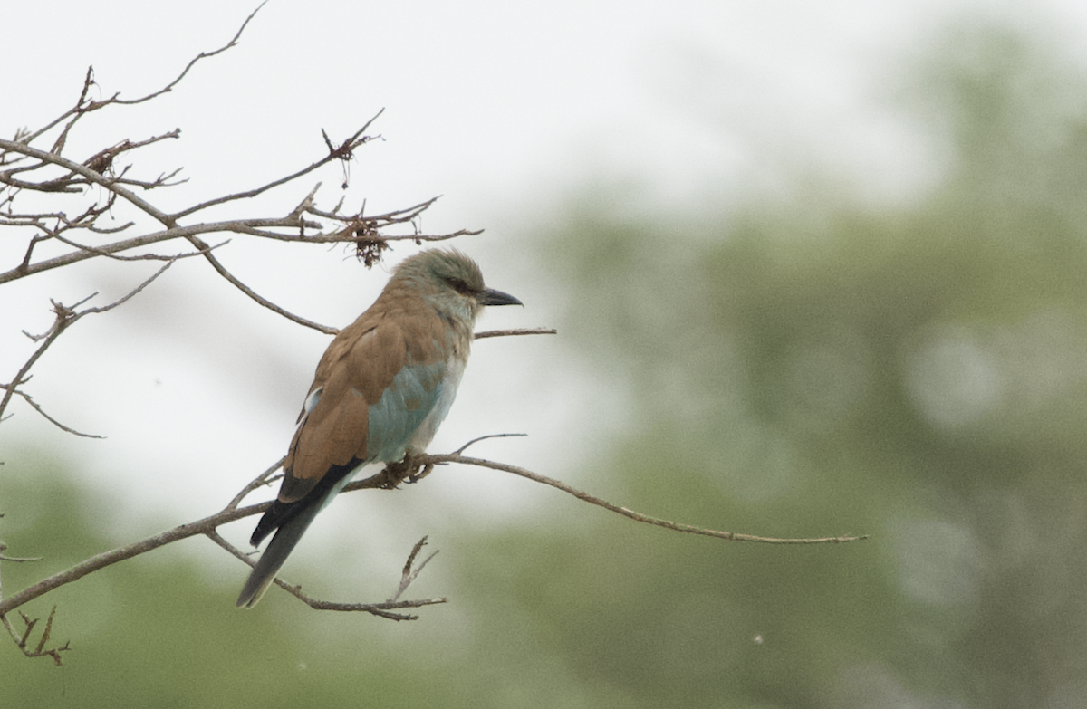 Rollier d'Europe - ML649154981