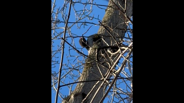 Хохлатая желна - ML649155134