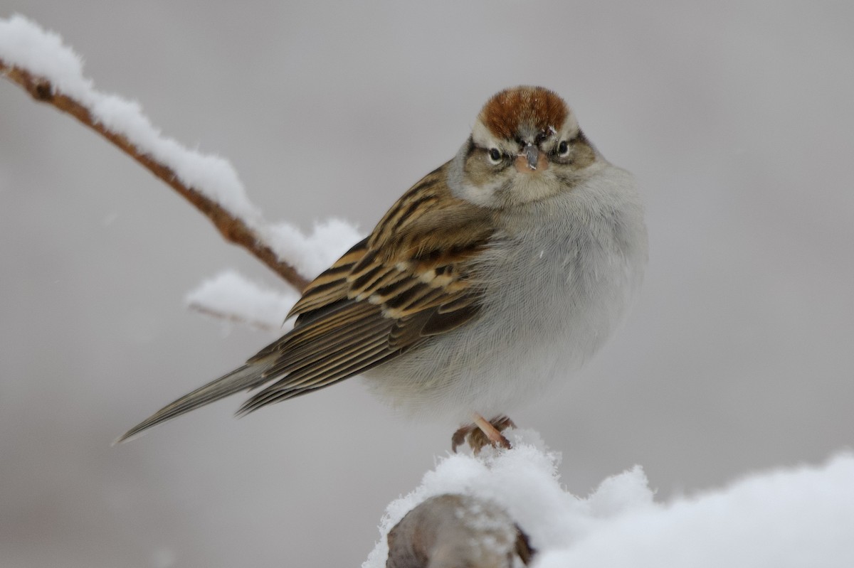 Chipping Sparrow - ML649155169