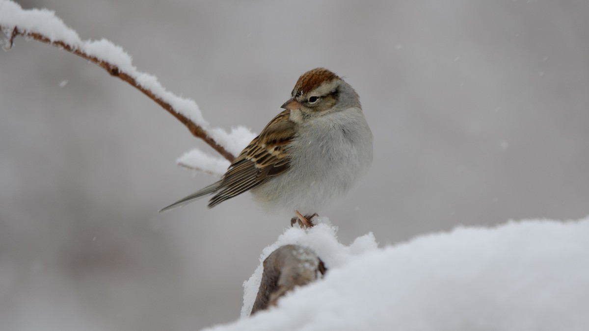 Chipping Sparrow - ML649155170