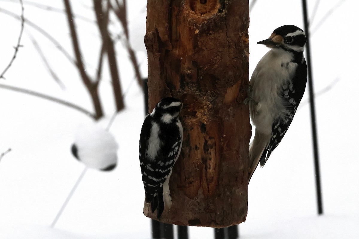 Yumuşak Tüylü Ağaçkakan - ML649155209