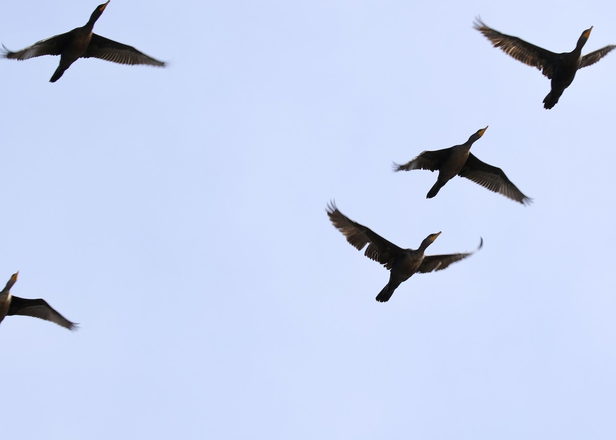 Double-crested Cormorant - ML649155254