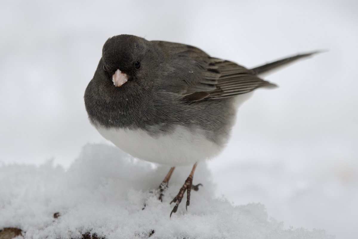 Dark-eyed Junco - ML649155258