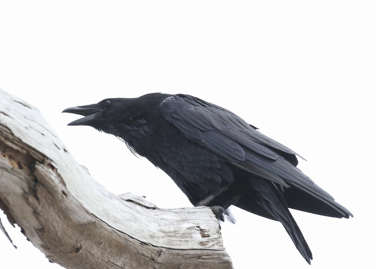 Common Raven - ML649155269