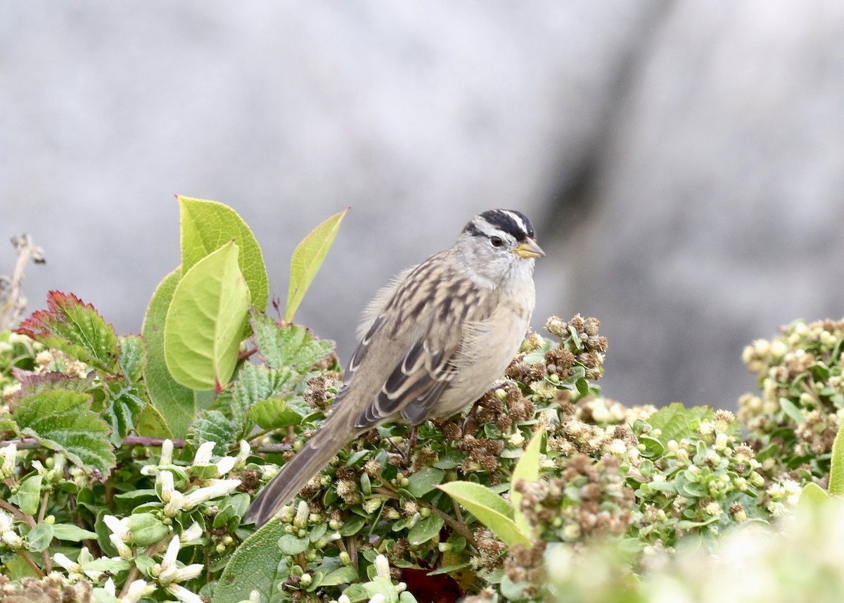 White-crowned Sparrow (pugetensis) - ML649155277
