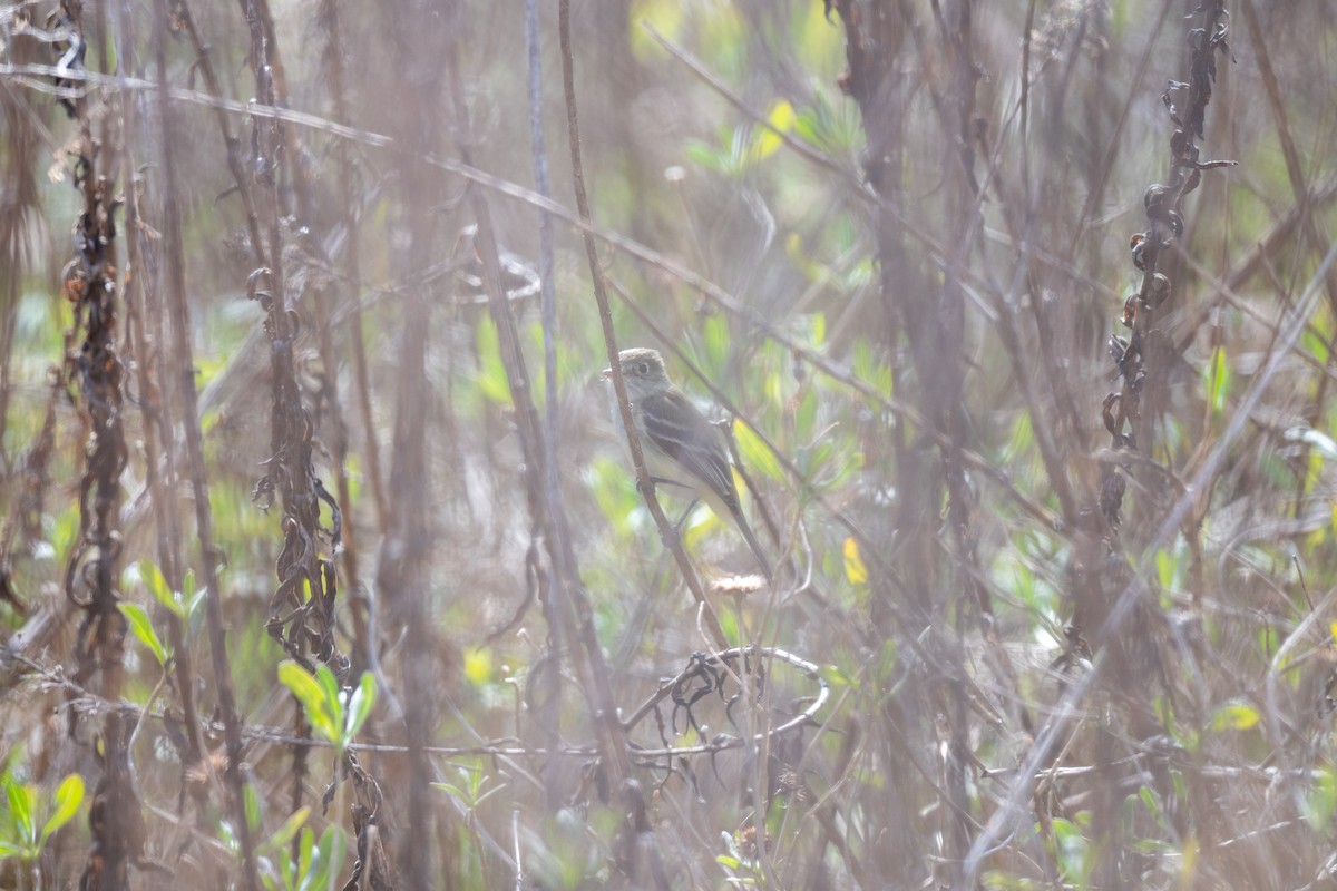 Least Flycatcher - ML649155286