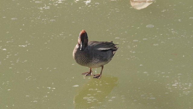 Чирок-свистунок - ML649155513