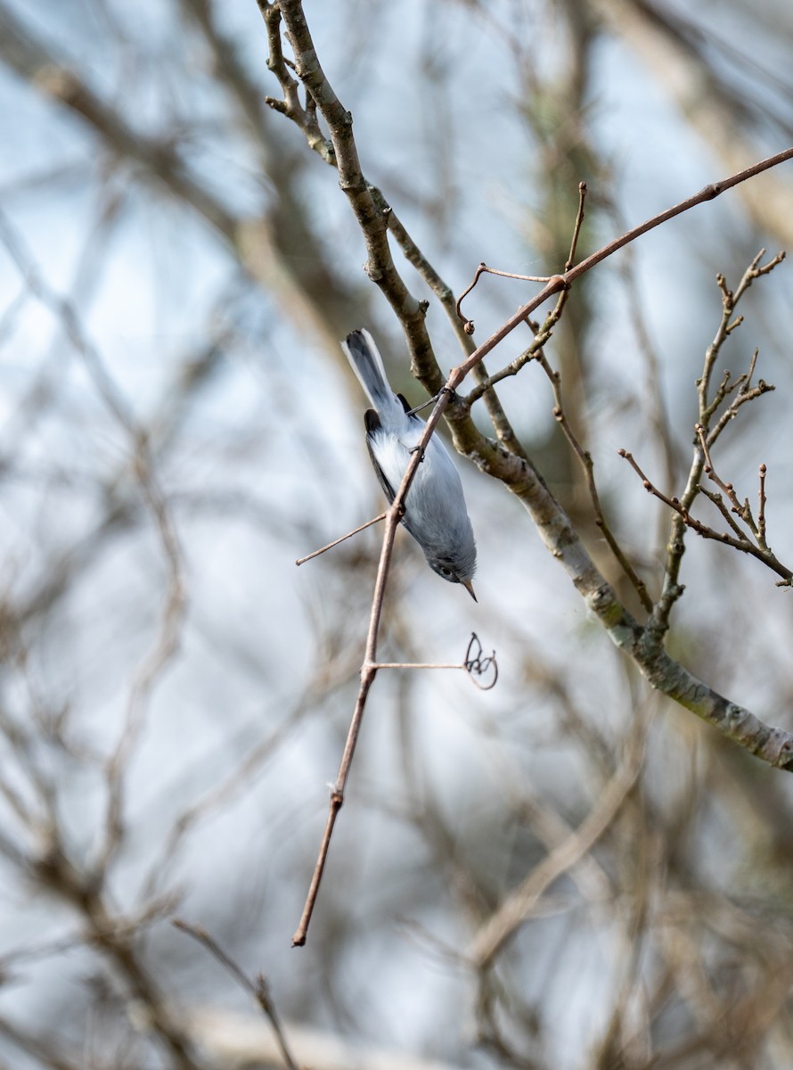 Blue-gray Gnatcatcher - ML649155683