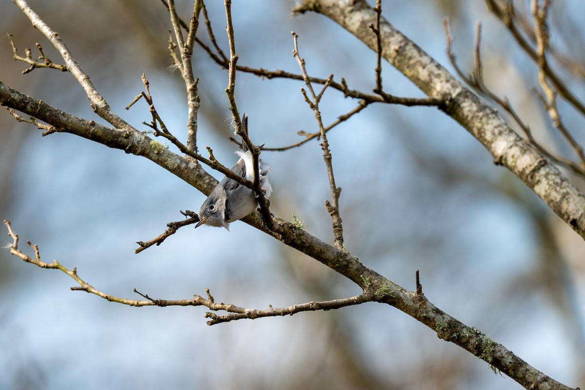 Blue-gray Gnatcatcher - ML649155684