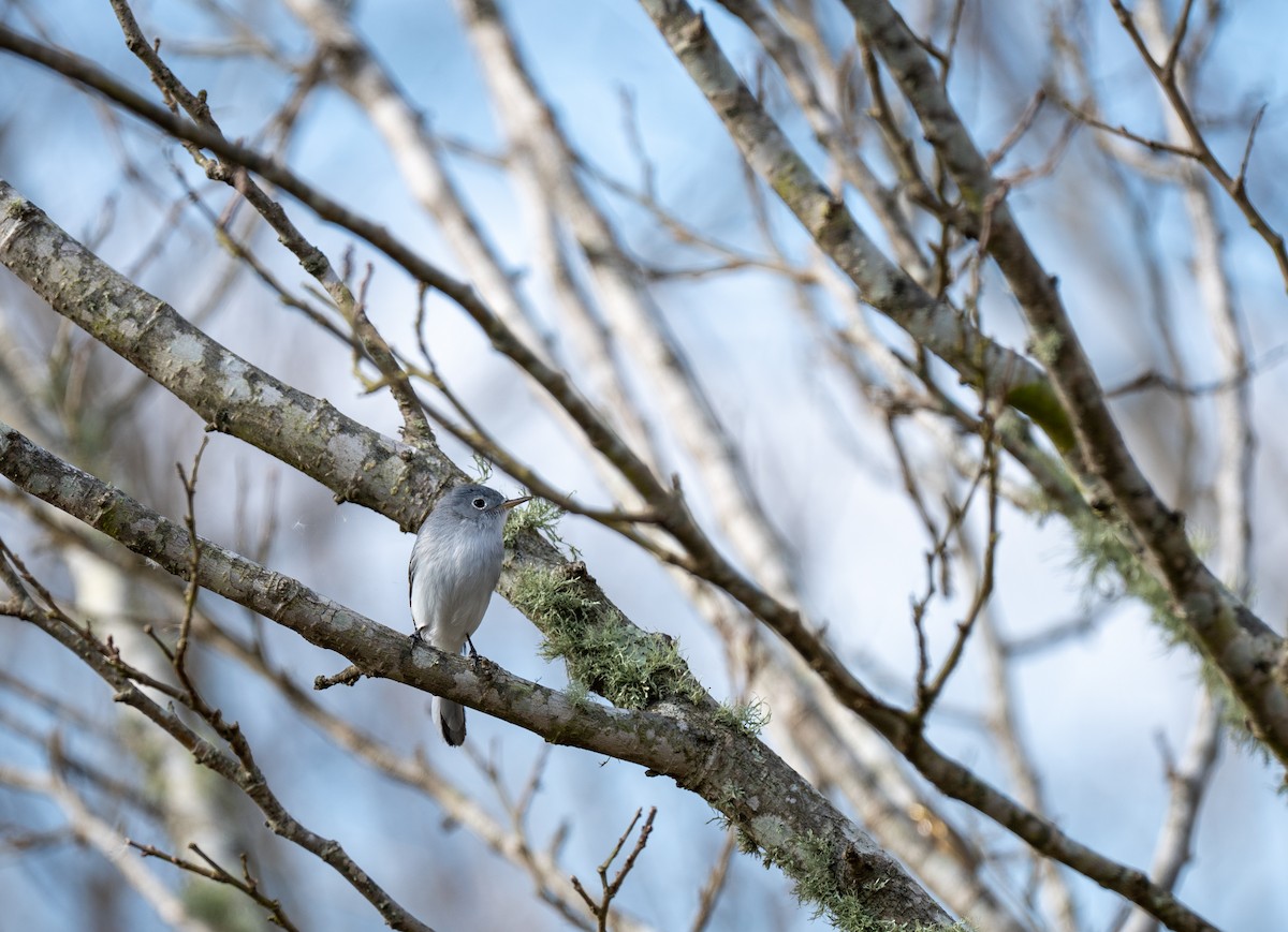 Blue-gray Gnatcatcher - ML649155686
