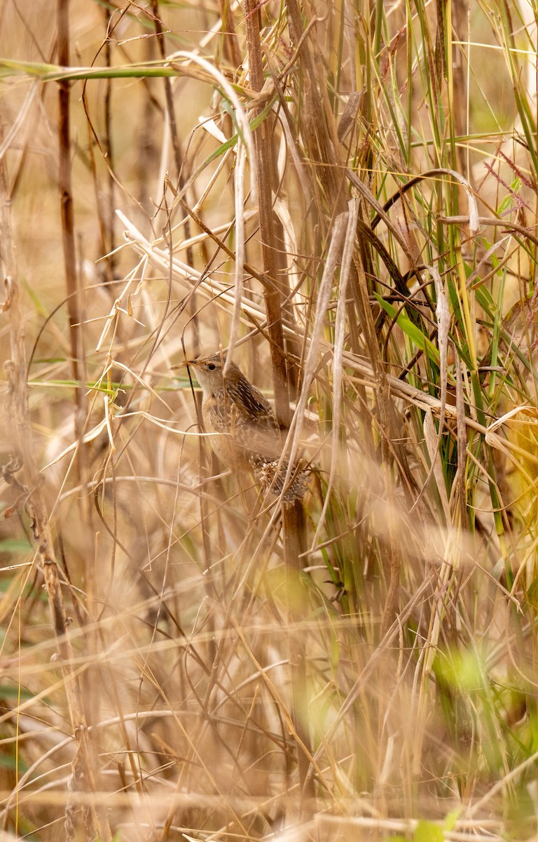 Sedge Wren - ML649155693