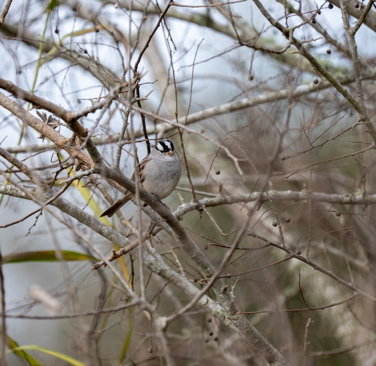 White-crowned Sparrow - ML649155712