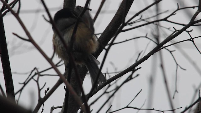 Черношапочная гаичка - ML649155796