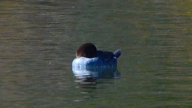 Гоголь - ML649155817