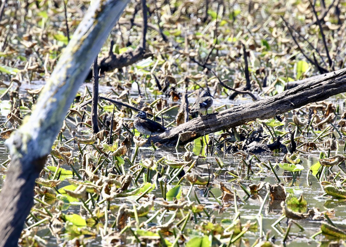 Wood Duck - ML649155888