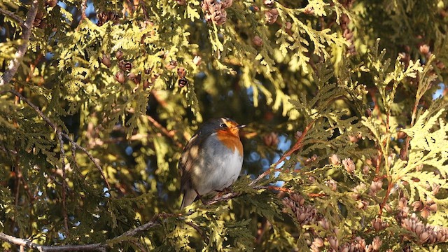 European Robin - ML649156033
