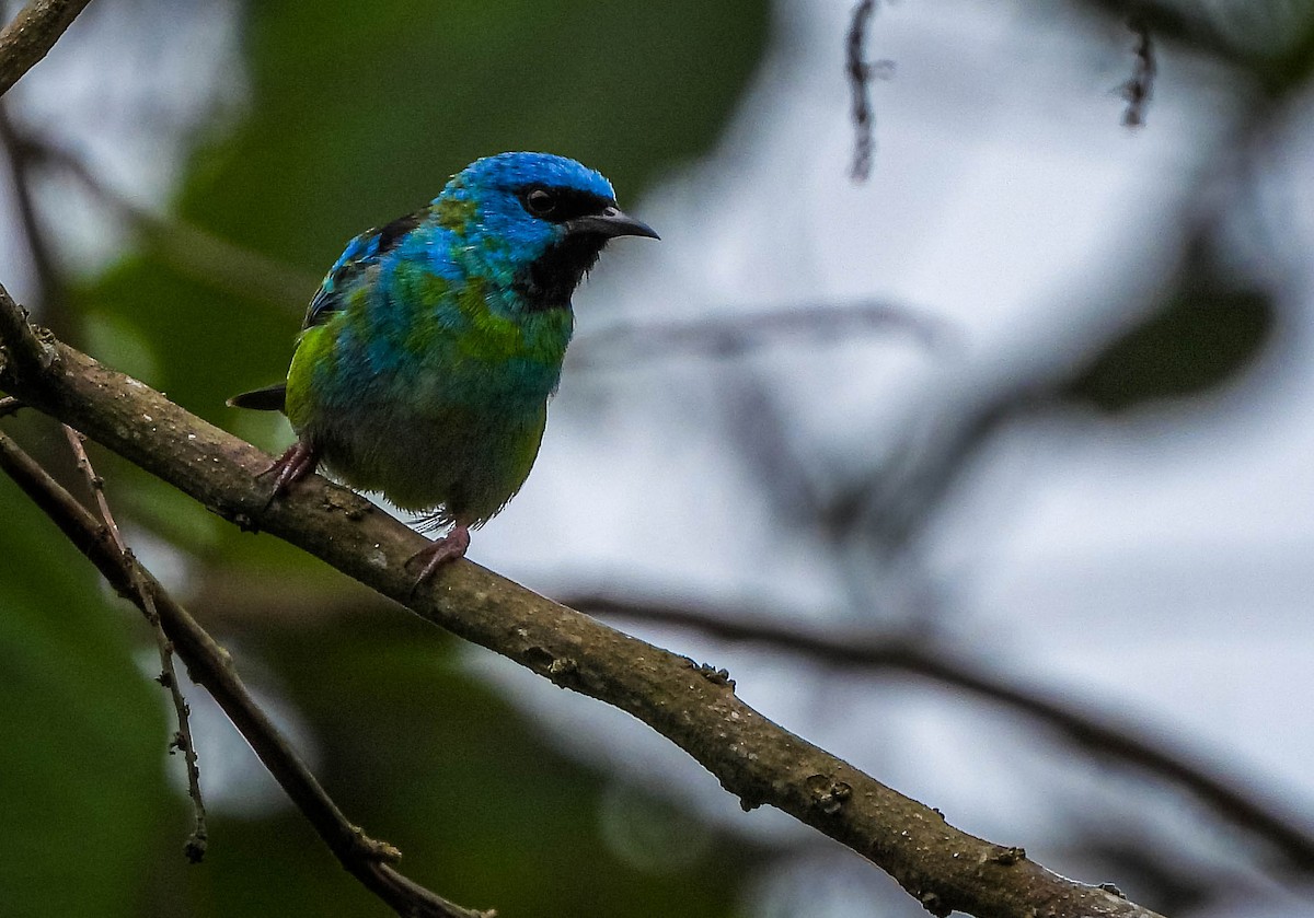 Blue Dacnis - ML649156108