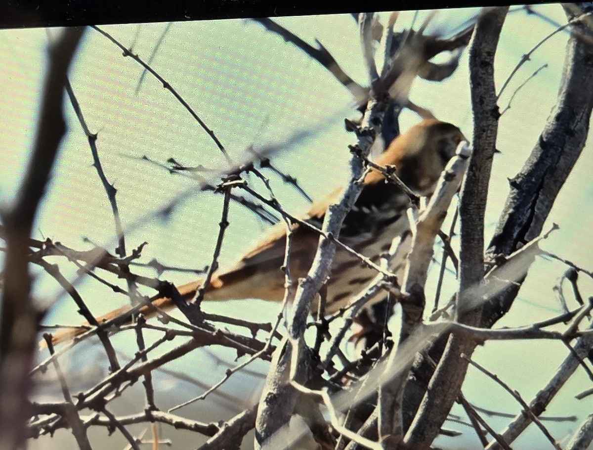 Moqueur roux - ML649156431