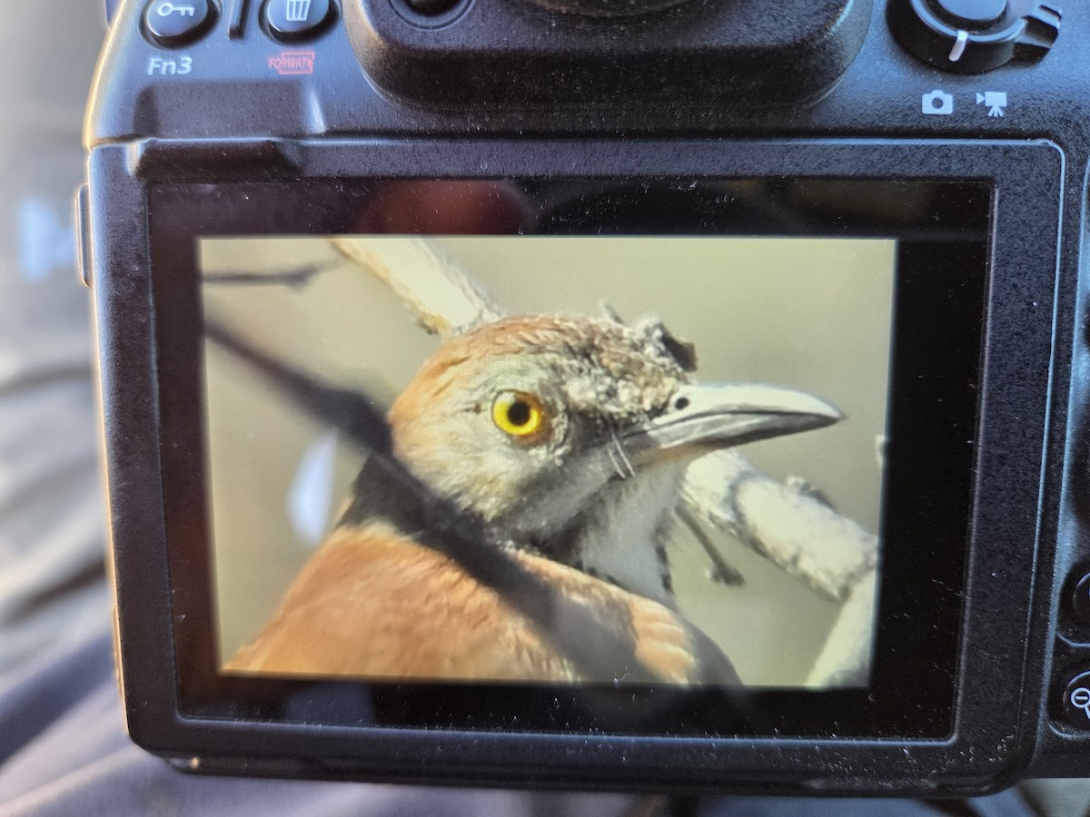 Moqueur roux - ML649156432