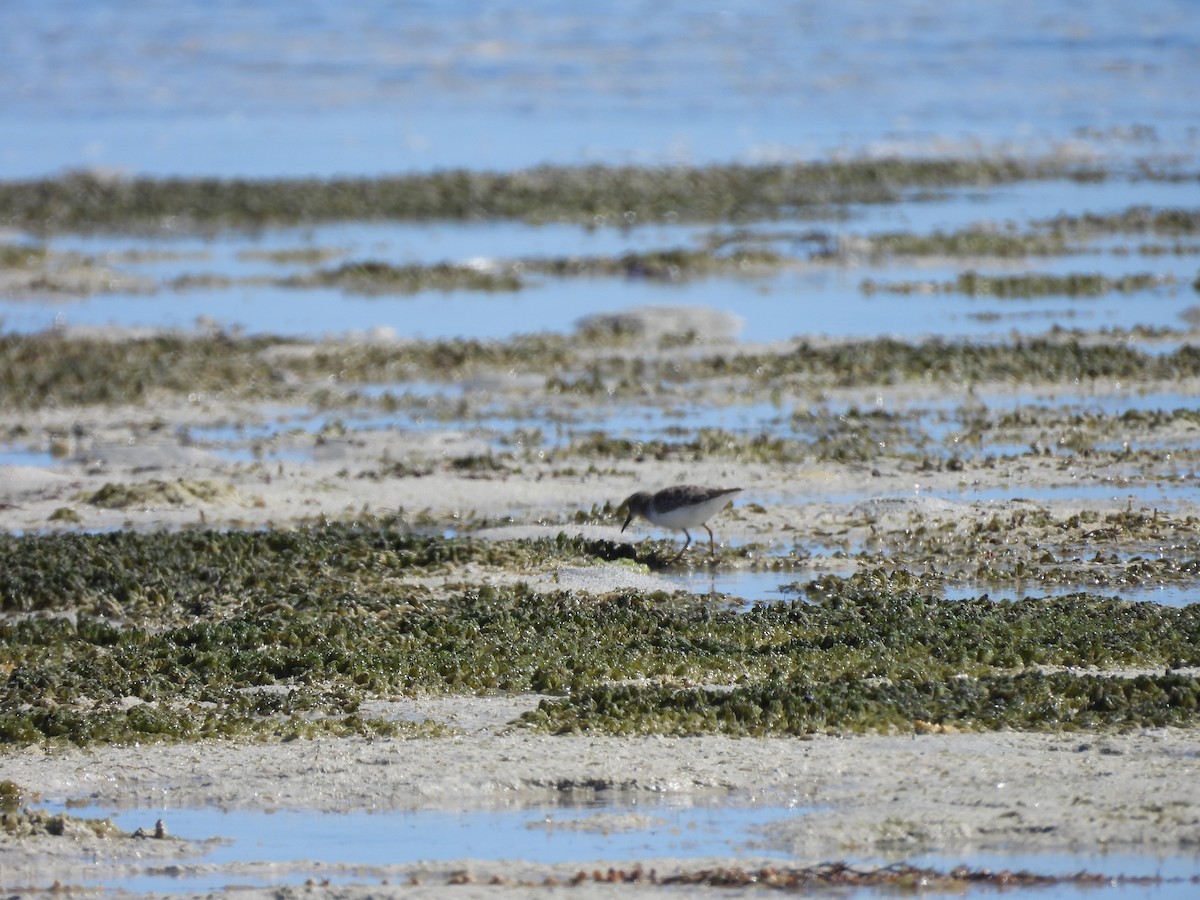 Least Sandpiper - ML649156436