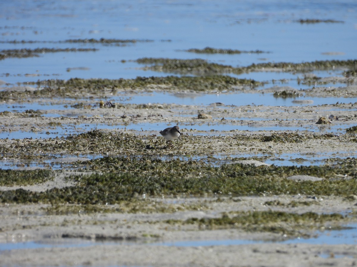 Least Sandpiper - ML649156437