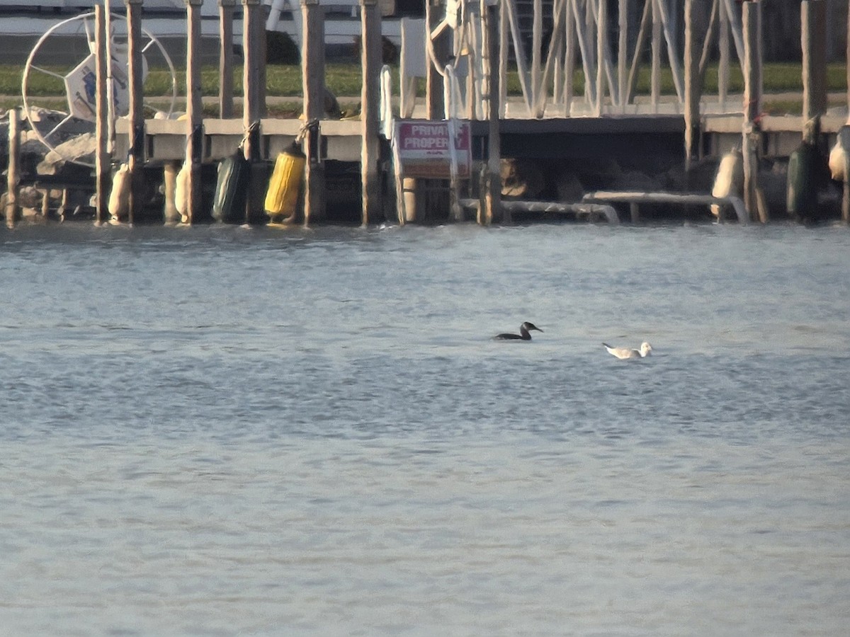 Red-necked Grebe - ML649156452
