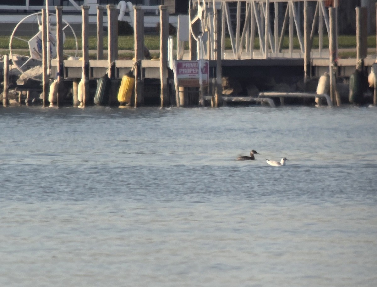 Red-necked Grebe - ML649156453