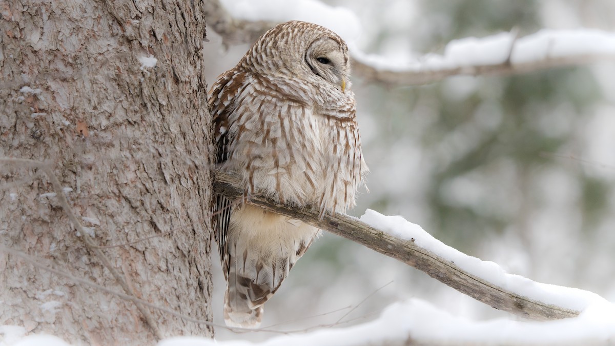 Barred Owl - ML649156456