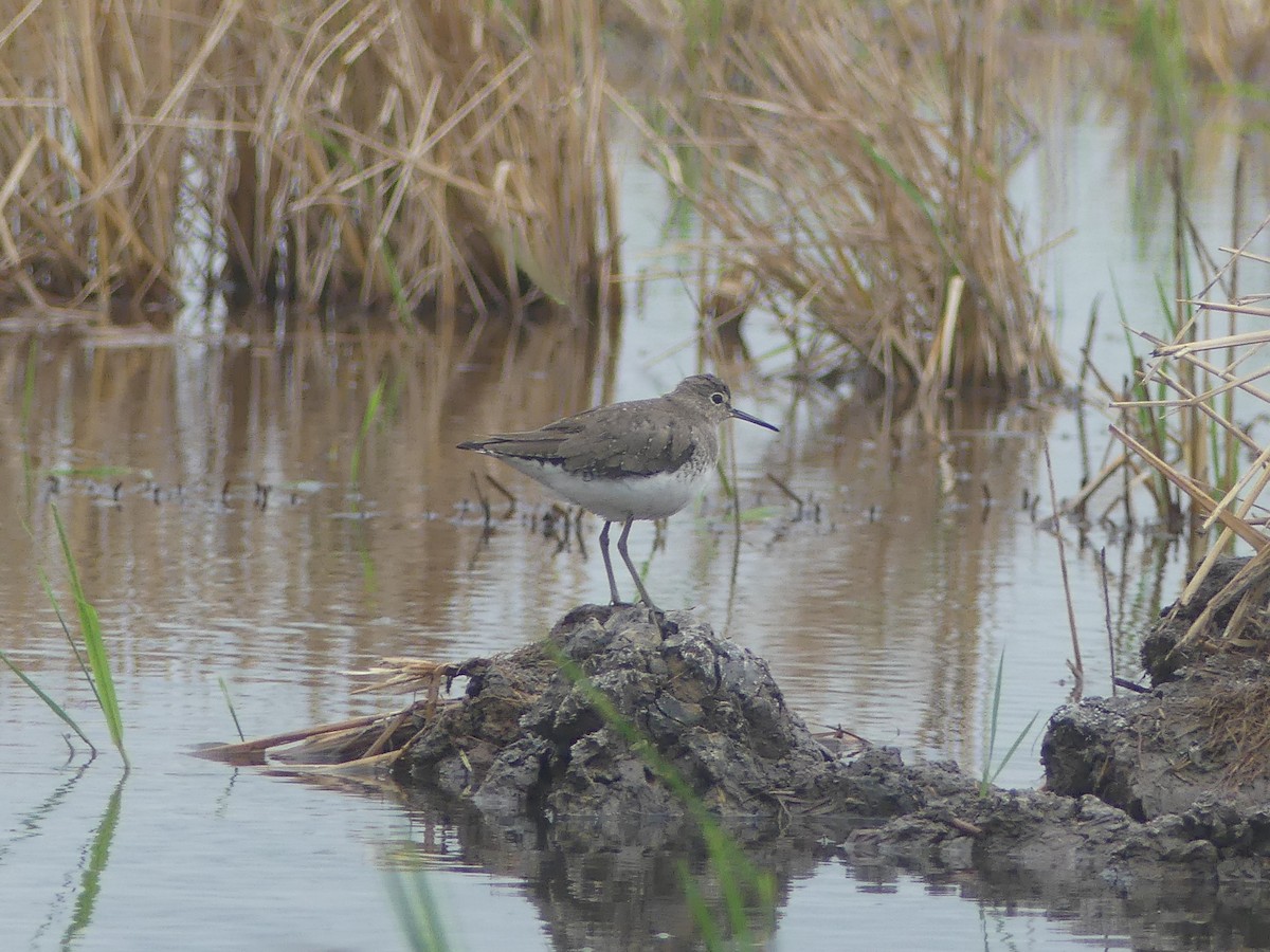 Solitary Sandpiper - Guy Kirwan