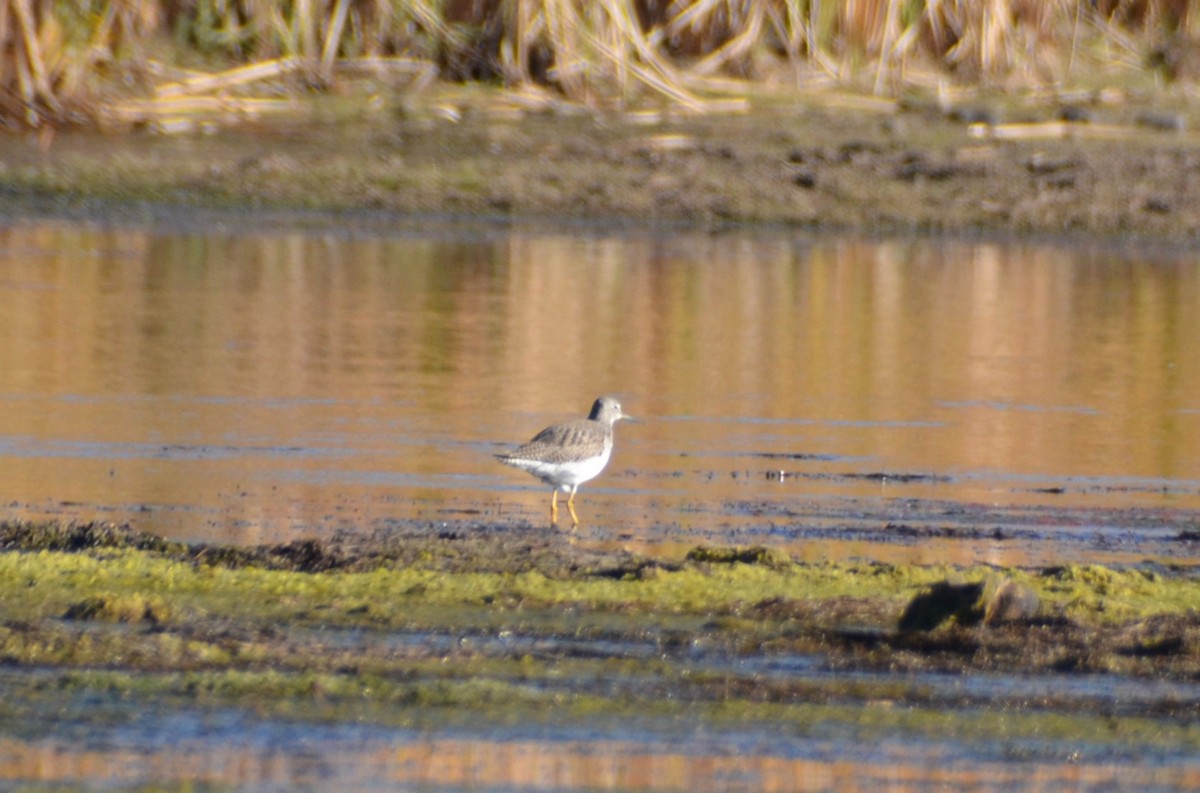 Greater Yellowlegs - ML649156458