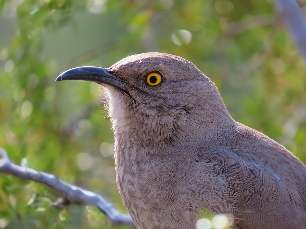Curve-billed Thrasher - ML649156459